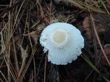 Cystolepiota seminuda image