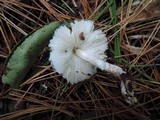 Cystolepiota seminuda image