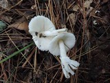 Cystolepiota seminuda image