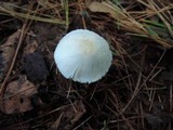 Cystolepiota seminuda image