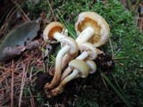 Hypholoma capnoides image