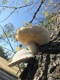 Neolentinus lepideus image