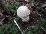 Amanita chrysoblema image