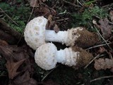 Amanita chrysoblema image