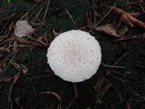 Amanita chrysoblema image