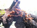 Dacryopinax elegans image