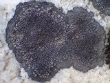 Miriquidica deusta image