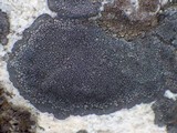 Miriquidica deusta image