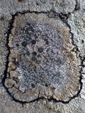 Lecidea fuscoatra image