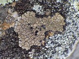 Lecidea fuscoatra image