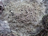 Buellia leptocline image