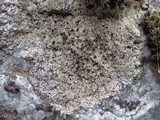 Buellia leptocline image
