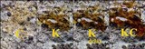 Buellia leptocline image
