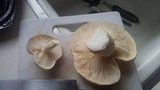 Hypsizygus ulmarius image