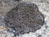 Image of Amandinea lecideina