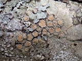 Ochrolechia tartarea image