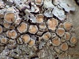 Ochrolechia tartarea image