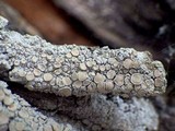 Ochrolechia tartarea image