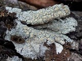 Ochrolechia tartarea image