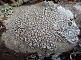 Pertusaria pertusa image