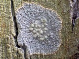 Pertusaria hemisphaerica image