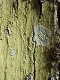 Pertusaria hemisphaerica image