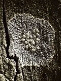 Pertusaria hemisphaerica image