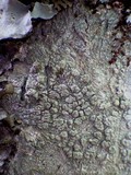 Pertusaria pertusa image