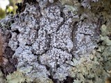Pertusaria amara f. amara image