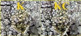 Pertusaria multipuncta image
