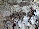 Lecidella asema image