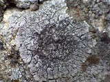 Aspicilia radiosa image