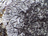 Aspicilia radiosa image