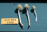 Bolbitius lacteus image