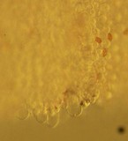 Bolbitius lacteus image