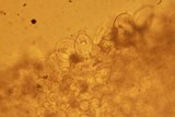 Bolbitius lacteus image