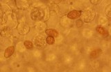 Bolbitius lacteus image