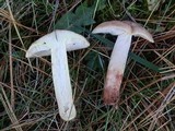 Lactarius vinaceorufescens image