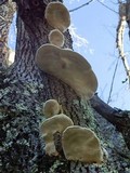 Perenniporia fraxinophila image