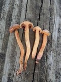 Chroogomphus vinicolor image