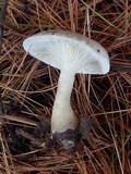 Ampulloclitocybe clavipes image