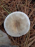 Ampulloclitocybe clavipes image