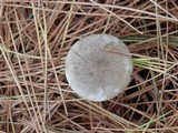 Ampulloclitocybe clavipes image