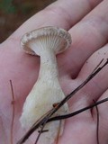 Ampulloclitocybe clavipes image