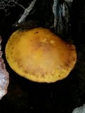 Gymnopilus luteus image