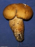 Macrocybe titans image