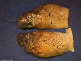Macrocybe titans image