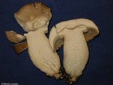 Macrocybe titans image