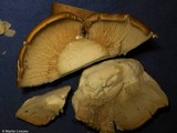 Macrocybe titans image