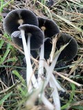 Parasola plicatilis image